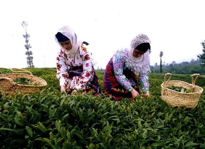 gilan-tea-farm