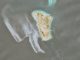 Suspected Oil Spill Seen On Satellite Images Near Iran’s Kharg Island Export Hub